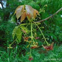 Sterculia foetida L.